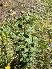 Elaeagnus