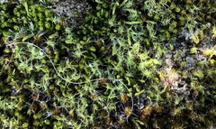 Campylopus introflexus