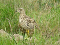 Burhinus capensis capensis