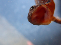 Ichthyosaura alpestris