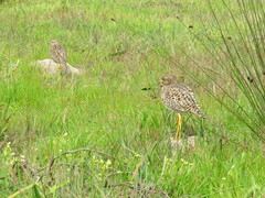 Burhinus capensis capensis