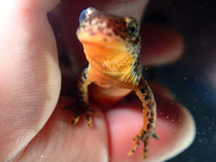 Ichthyosaura alpestris