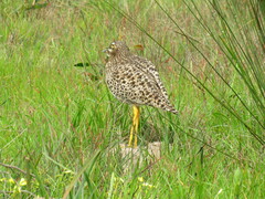 Burhinus capensis capensis
