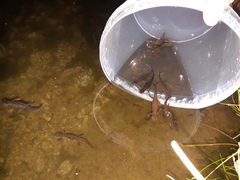 Ichthyosaura alpestris