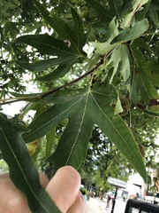 Platanus orientalis