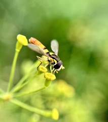 Sphaerophoria contigua