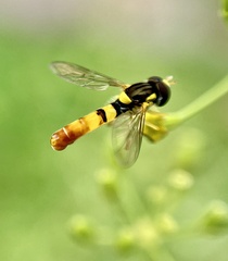 Sphaerophoria contigua