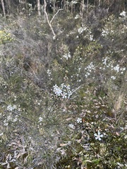 Leptospermum trinervium