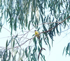 Eopsaltria australis