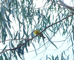 Eopsaltria australis