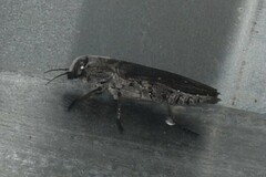 Merimna atrata