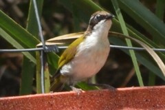 Melithreptus albogularis
