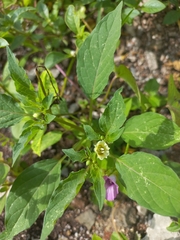 Physalis minima