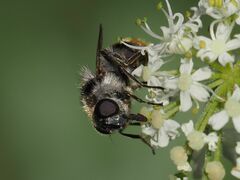 Cheilosia illustrata