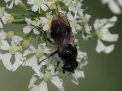 Cheilosia illustrata