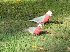 Eolophus roseicapilla