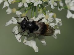 Cheilosia illustrata