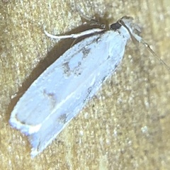 Glyphidocera
