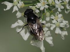 Cheilosia illustrata