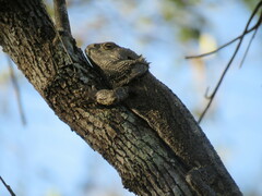 Pogona barbata