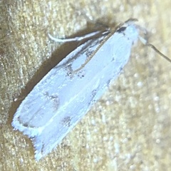 Glyphidocera