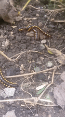 Asiomorpha coarctata