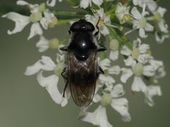 Cheilosia illustrata