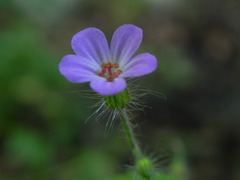 Geranium robertianum