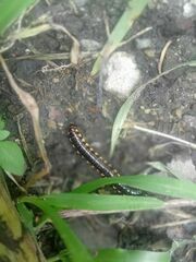 Asiomorpha coarctata