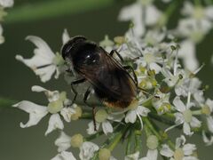 Cheilosia illustrata