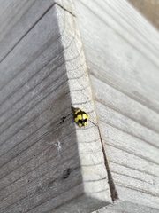Illeis galbula