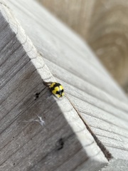 Illeis galbula