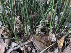 Lomandra juncea
