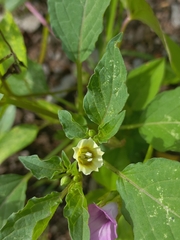 Physalis minima