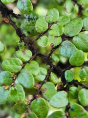 Nothofagus cliffortioides