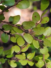 Nothofagus cliffortioides