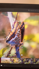 Charaxes jasius