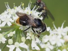 Cheilosia illustrata