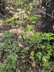 Nothofagus cliffortioides