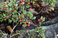 Cotoneaster horizontalis