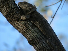 Pogona barbata