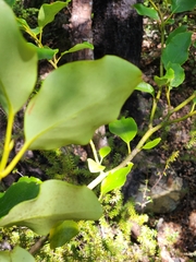 Griselinia littoralis
