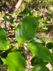 Griselinia littoralis