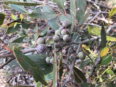Eucalyptus arenacea