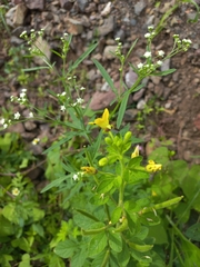 Cleome viscosa