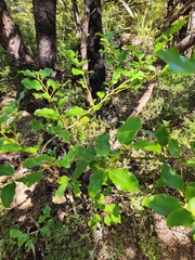Griselinia littoralis