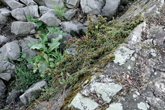 Cotoneaster horizontalis