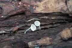 Mycena clavularis