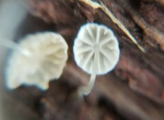 Mycena clavularis