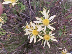 Leucadendron